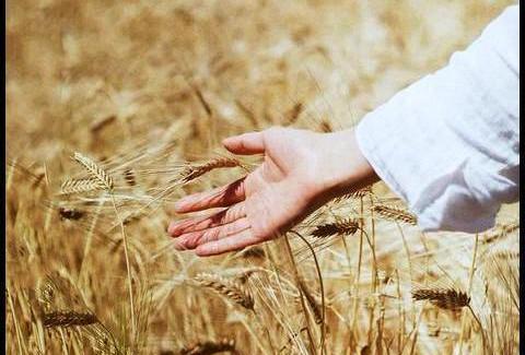 ژست عکس دخترانه در گندم زار