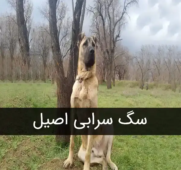 عکس سگ سرابی اصیل دعوا