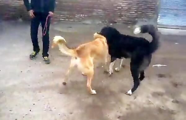 عکس سگ سرابی اصیل دعوا
