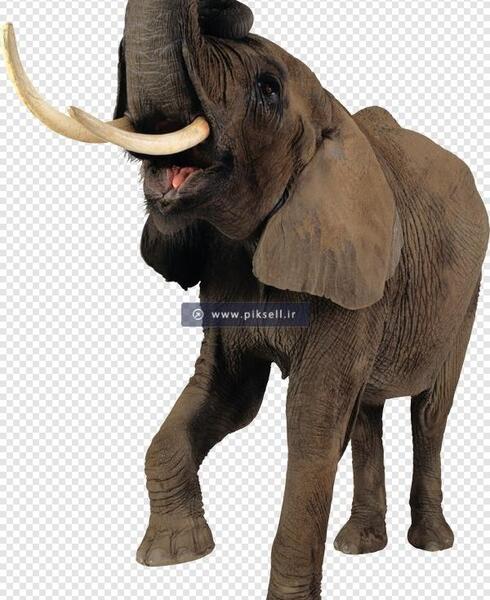 عکس تصویر زمینه ماموت