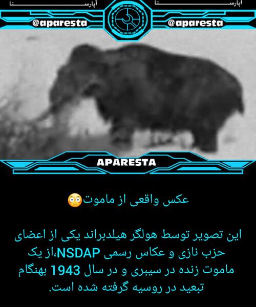 عکس تصویر زمینه ماموت