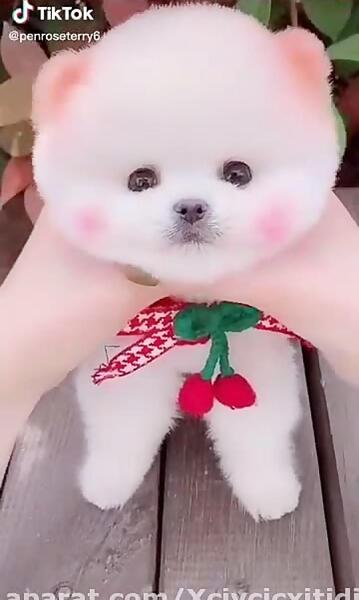 عکس هاپو صورتی