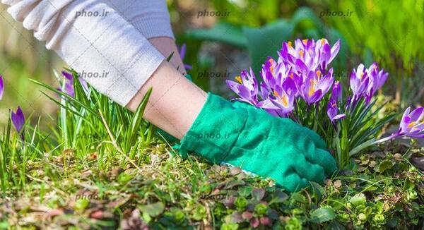 عکس روز آفتابی