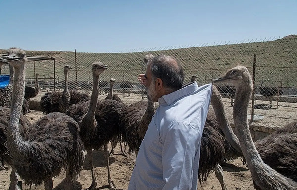 عکس حیوان شتر مرغ