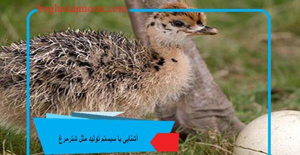 عکس حیوان شتر مرغ