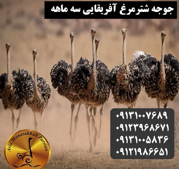 عکس حیوان شتر مرغ
