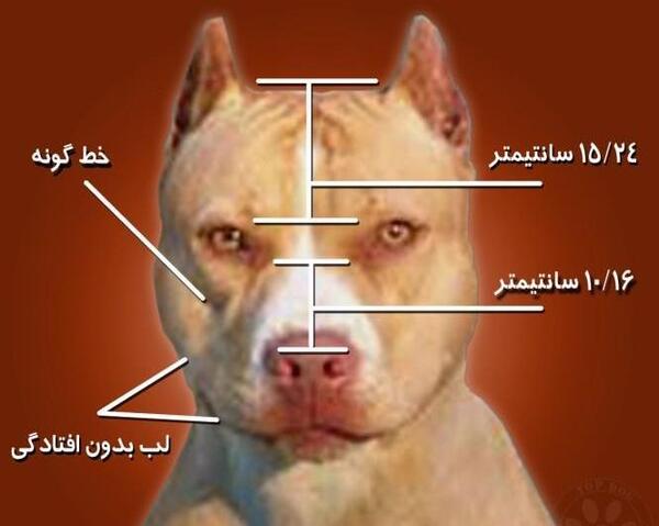 عکس سگ پیت بول عضله دار