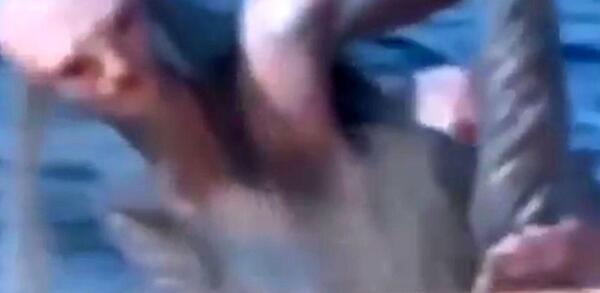 عکس پری دریایی واقعی در بندرعباس زنده
