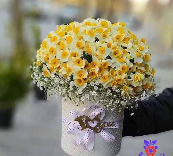 عکس گیاه گل نرگس وحشی