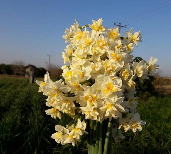 عکس گیاه گل نرگس وحشی