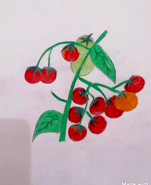 عکس نقاشی ساده گوجه فرنگی
