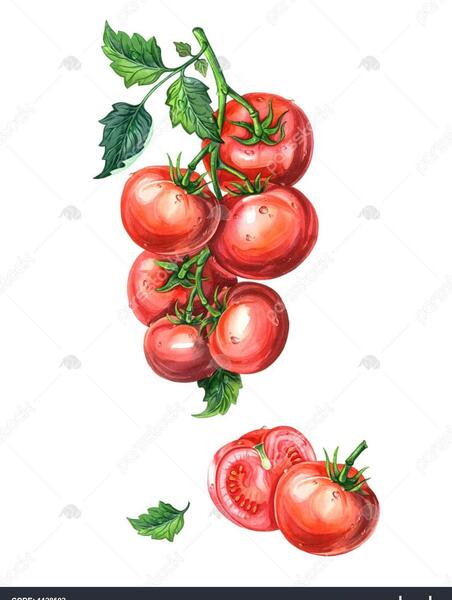 عکس نقاشی ساده گوجه فرنگی