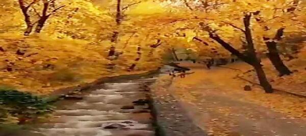 عکس کلیپ استوری پاییزی برای