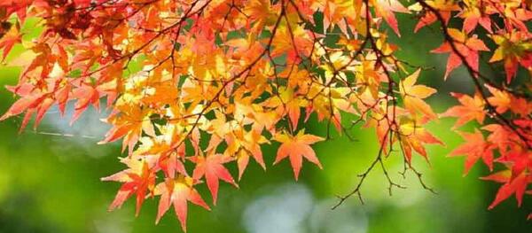 عکس کلیپ استوری پاییزی برای