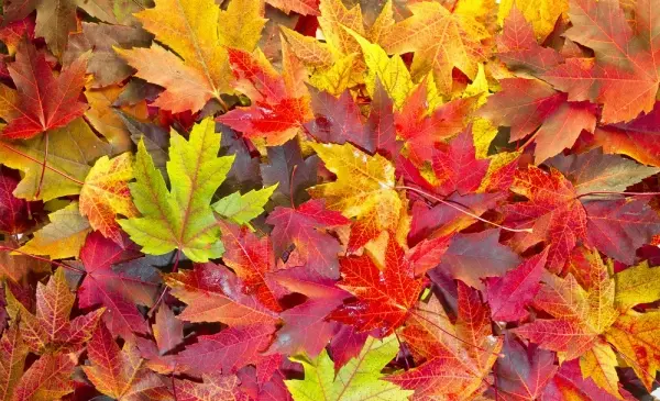 عکس کلیپ استوری پاییزی برای