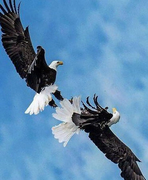 عکس عقاب چیست