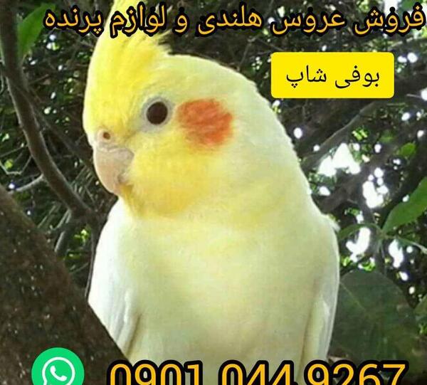عکس عروس هلندی برای فروش