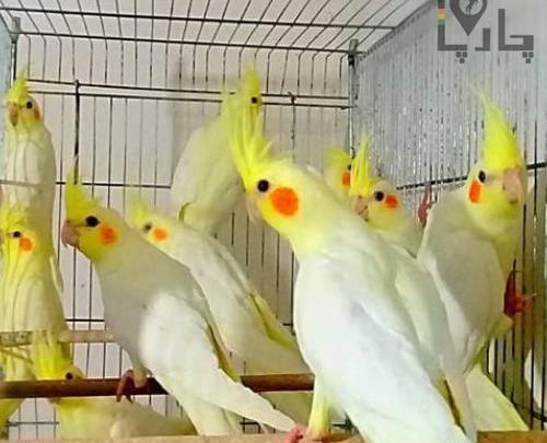عکس عروس هلندی برای فروش