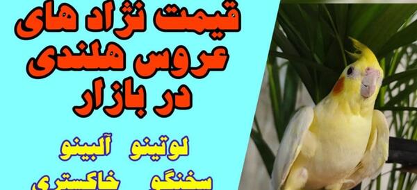 عکس عروس هلندی برای فروش