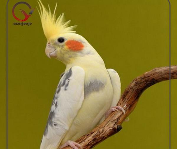 عکس عروس هلندی برای فروش