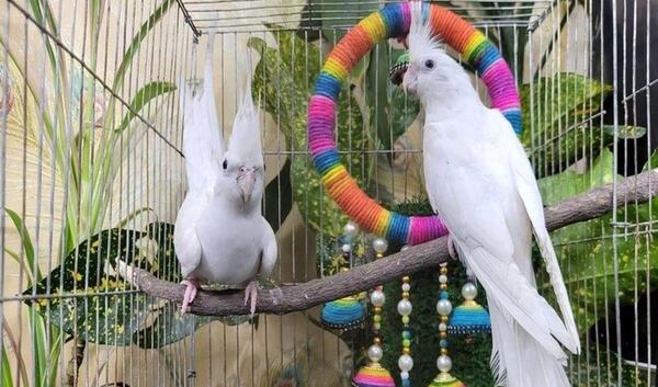 عکس عروس هلندی برای فروش
