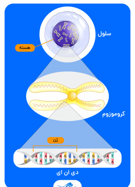 عکس پس زمینه ژنتیکی