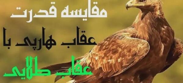 عکس عقاب طلایی خفن