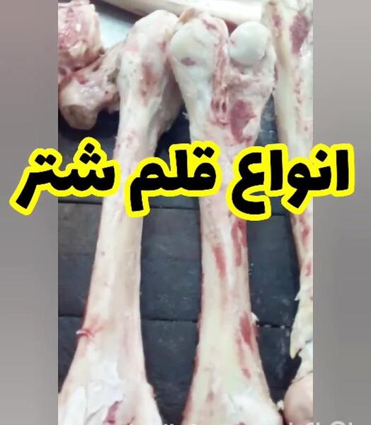 عکس قلم شتر