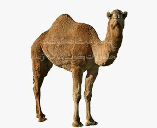 عکس قلم شتر
