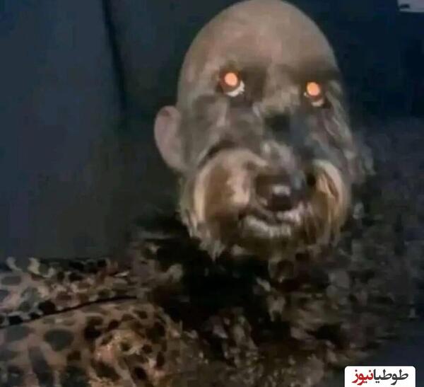 عکس وحشتناک سگ