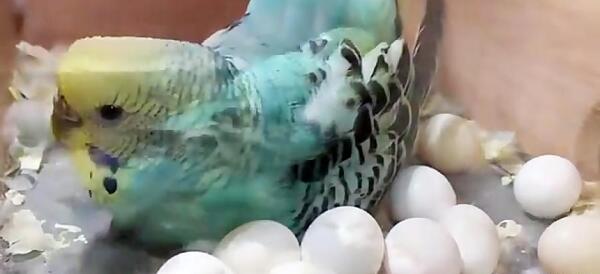 عکس مرغ عشق تازه به دنیا آمده