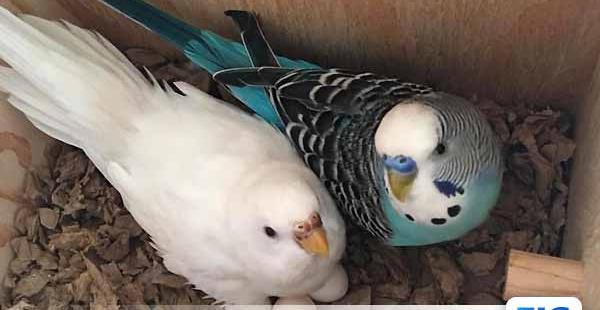عکس مرغ عشق تازه به دنیا آمده