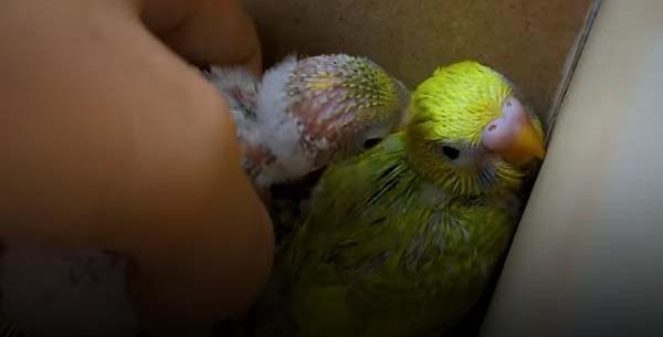عکس مرغ عشق تازه به دنیا آمده