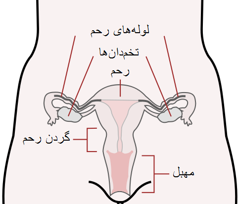 عکس داخل رحم انسان