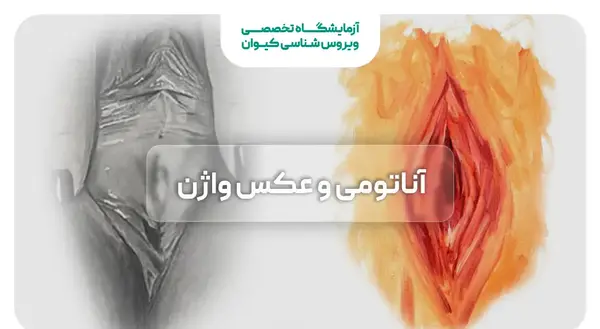 عکس داخل رحم انسان
