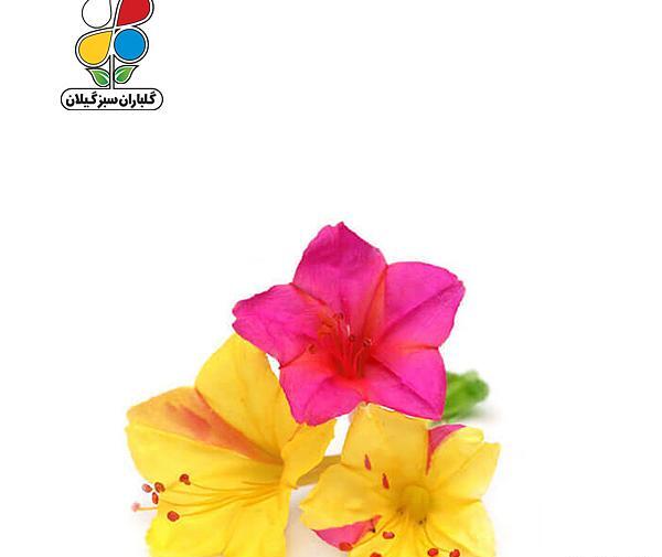 عکس ژله گل لاله