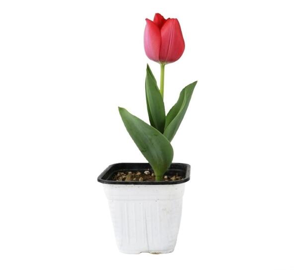 عکس ژله گل لاله