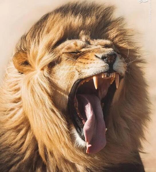 عکس شیر سلطان جنگل