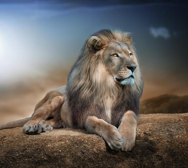 عکس شیر سلطان جنگل