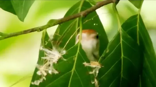 عکس طوطی فراری