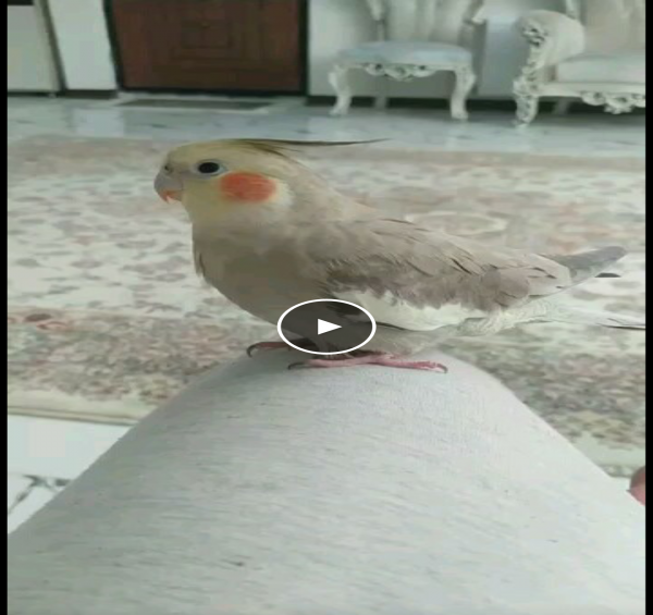 عکس طوطی فراری