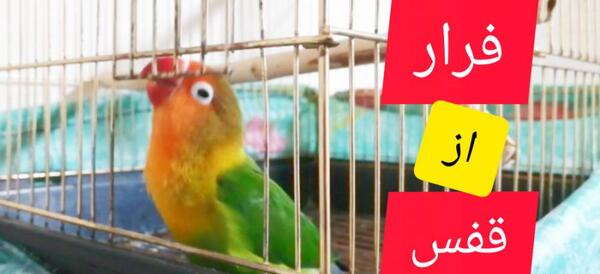 عکس طوطی فراری