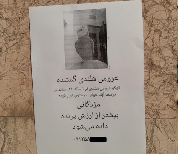 عکس طوطی فراری