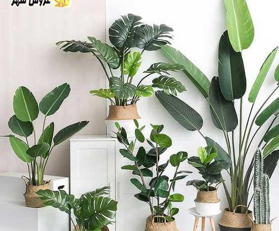 عکس ایده های گل و گیاه