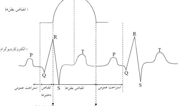 عکس خون ضربان