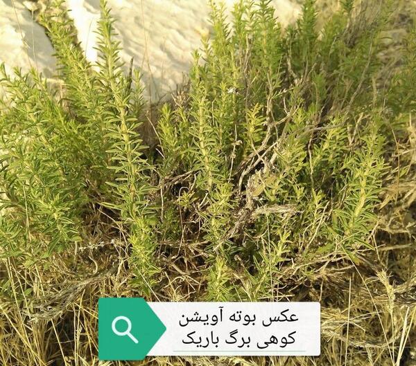 عکس زیبا از آویشن