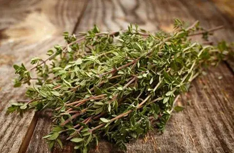 عکس زیبا از آویشن