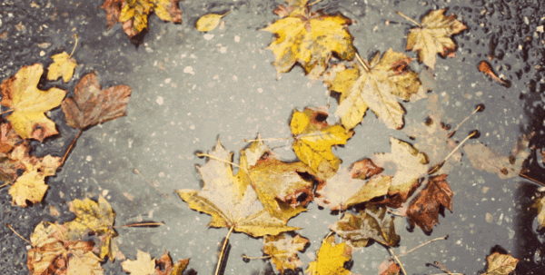 عکس متحرک پاییزی برای پروفایل