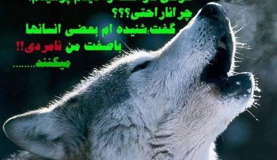 پسرانه عکس پروفایل گرگ
