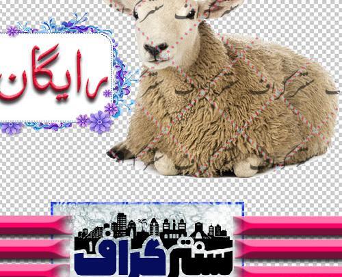 عکس فانتزی گوسفند